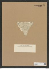 Triceratium epithelilae Witt. (de-Toni-Nr.: Genus 140, Species 3994) Zeichnungen Sammlung Grunow Nr. 7471 (NHMW-BOT-W0376573)